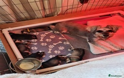 Miniature Schnauzer dogs for sale: Beautiful KC Reg. Miniature Schnauzer Puppies - Advert 12