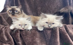 Ragdoll cats for sale: Ragdoll kittens  - Image 2