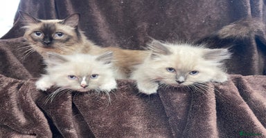 Ragdoll cats - Advert 13