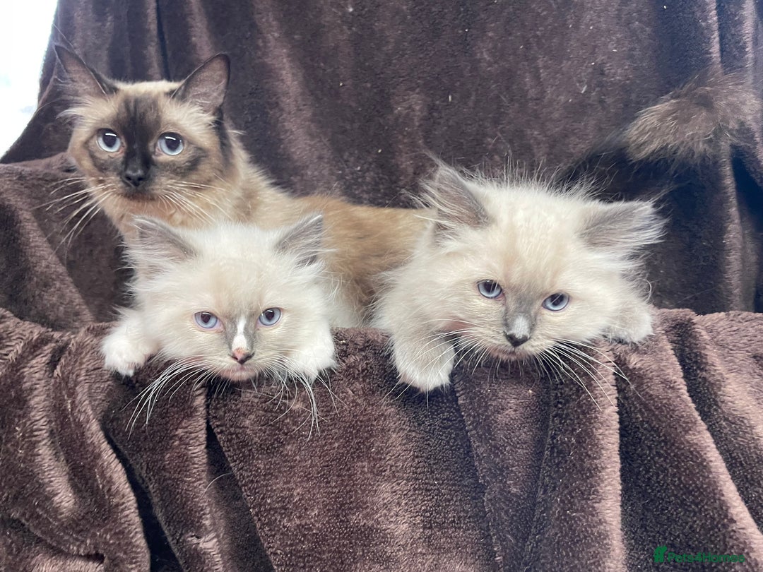 Ragdoll cats for sale: Ragdoll kittens  - Image 2