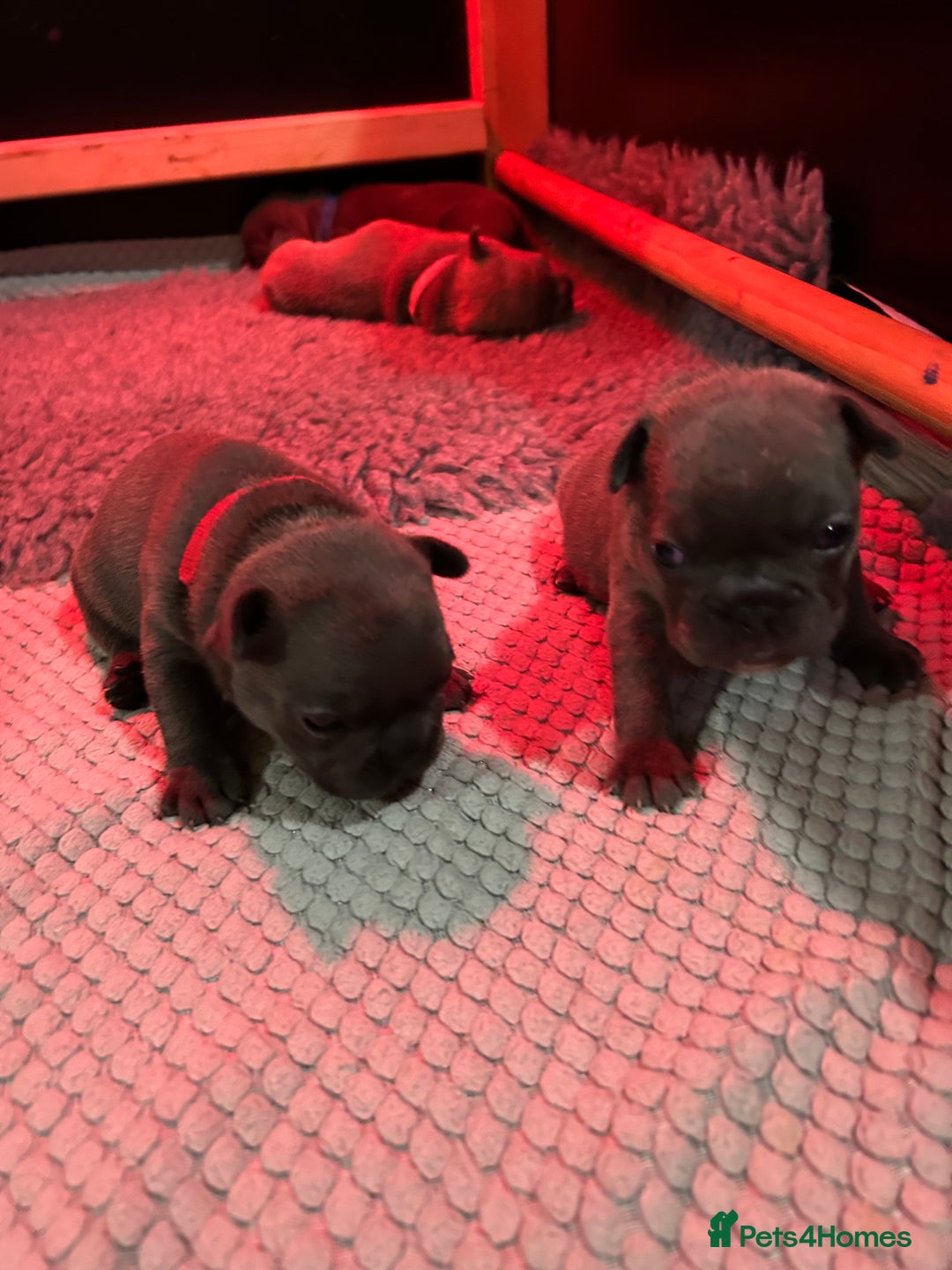 French Bulldog dogs for sale: Top quality French bulldog pups - Advert 13