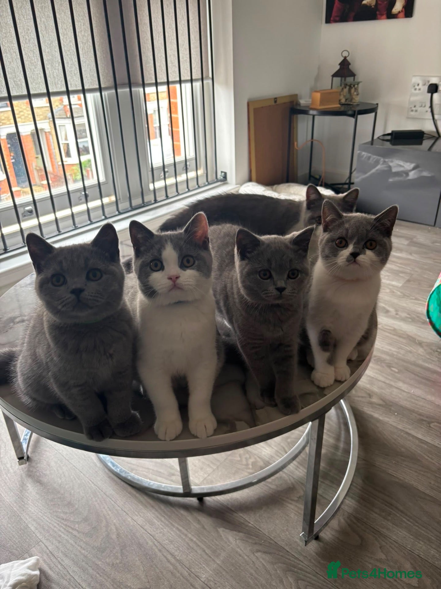 British Shorthair cats 🧸Chunky British Shorthair Kittens🧸 - Advert 2