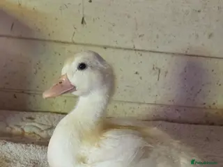 Ducks poultry X1 mini call duckling - Advert 1