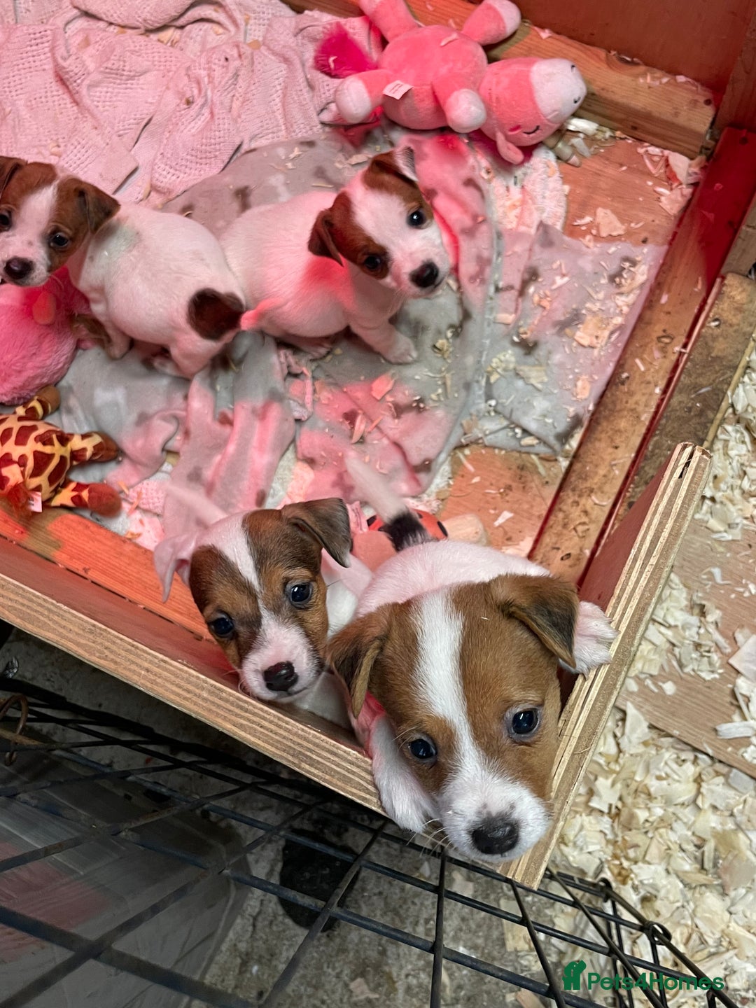 Jack Russell dogs for sale: 5 lovely Jack Russell puppies  - Advert 6