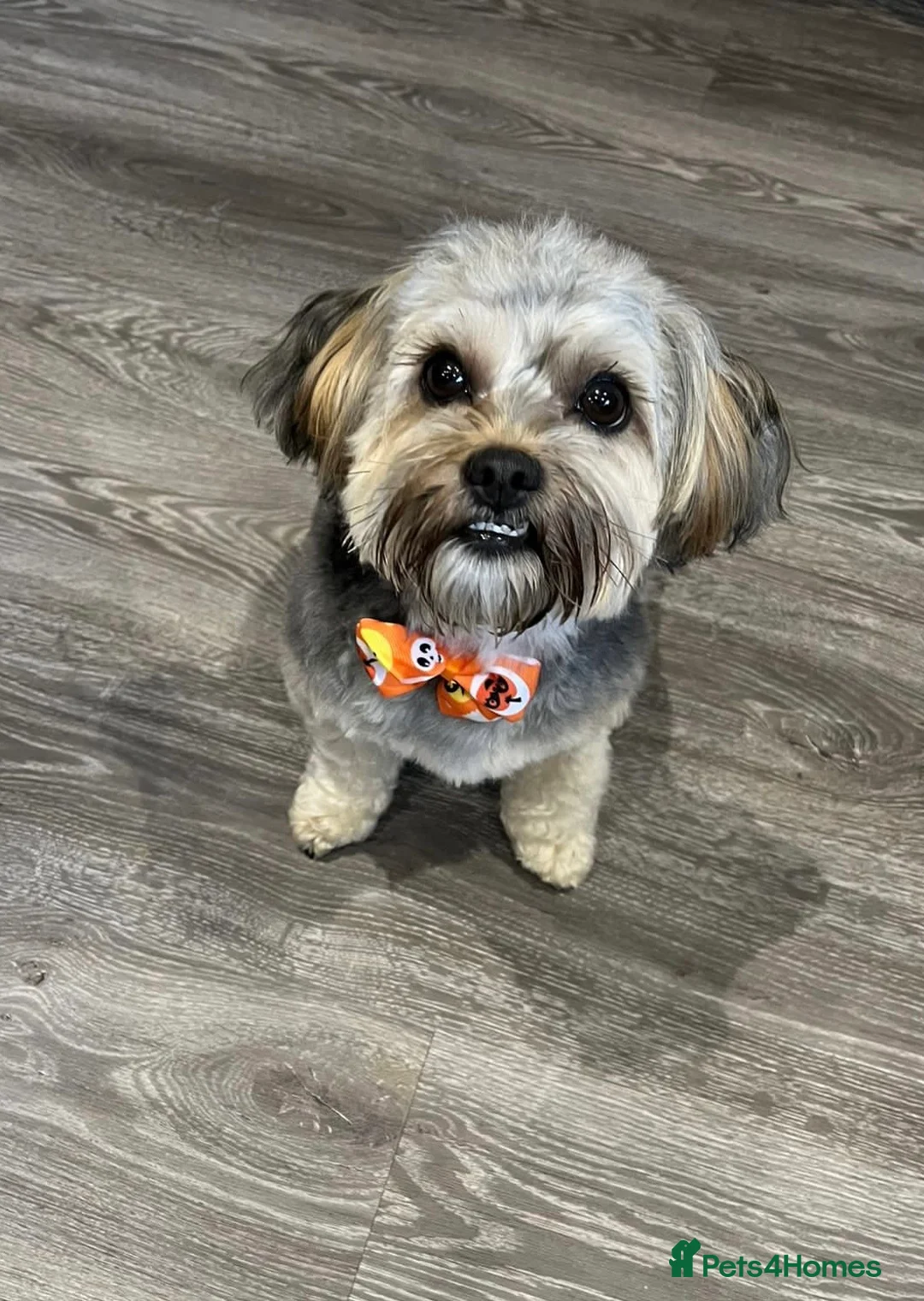 Morkie dogs for sale: Gorgeous Morkie Puppies  - Advert 15