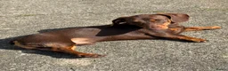 Miniature Dachshund dogs for sale: Miniature dachshund  - Advert 2