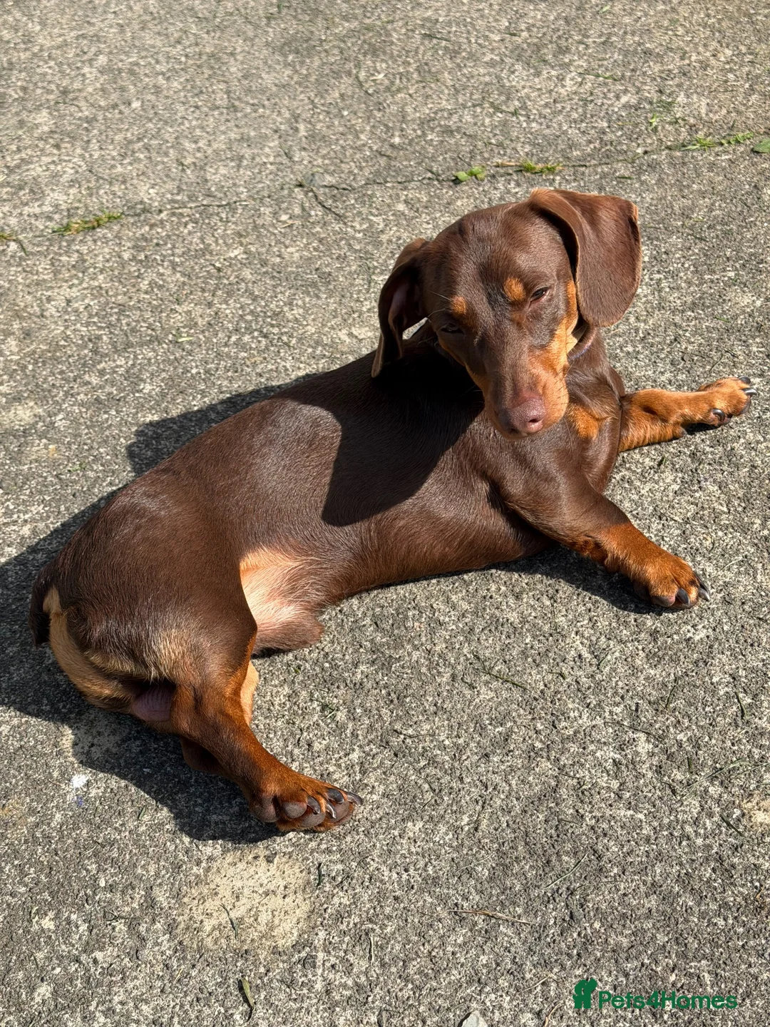 Miniature Dachshund dogs for sale: Miniature dachshund  - Advert 2