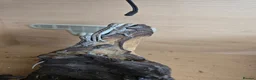 Bearded Dragon reptiles for sale: Baby bearded dragon  in Bridgend - Advert 20