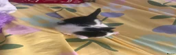 Mixed Breed cats for sale: 5 gorgeous kittens for sale - Advert 13