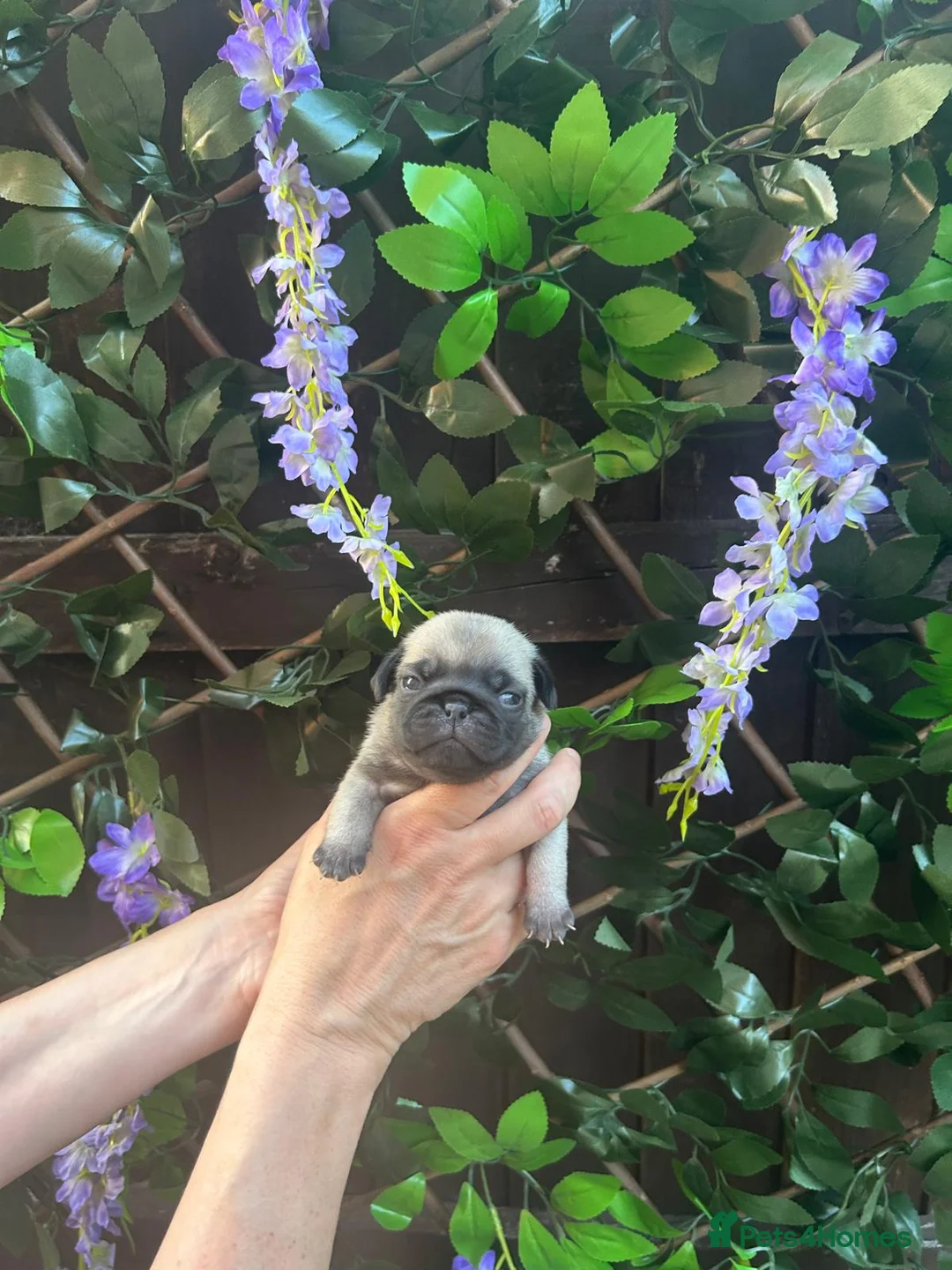 Pug dogs for sale: KC Registered Pug Puppies - Advert 2