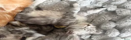 Maine Coon cats for sale: Stunning Maine coon kittens 4 available - Advert 29