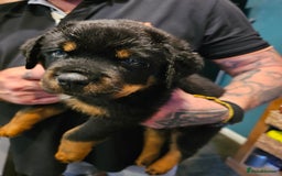 Rottweiler dogs for sale: Rottweiler Puppies in Great Yarmouth - Image 32