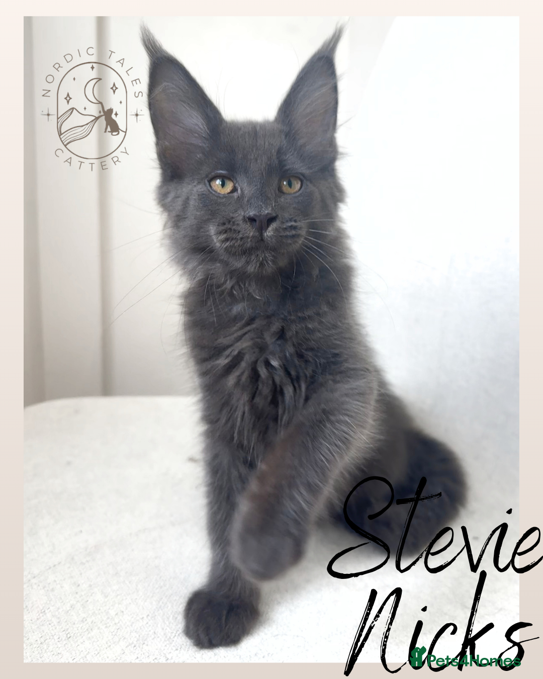 Maine Coon cats Stunning TICA Solid Blue Pedigree Kittens  - Advert 2