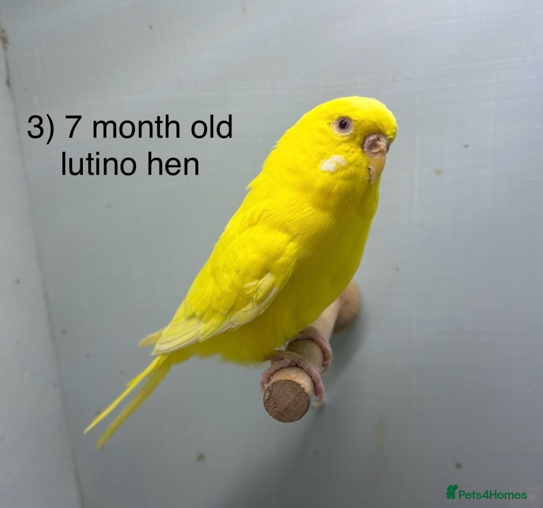 Budgerigars birds for sale: Baby budgies ready now  - Image 3
