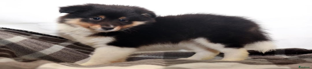 Shetland Sheepdog Puppy 2