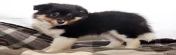 Shetland Sheepdog dogs for sale: Stunning Champions lines Tri Colour Girls  - Advert 15