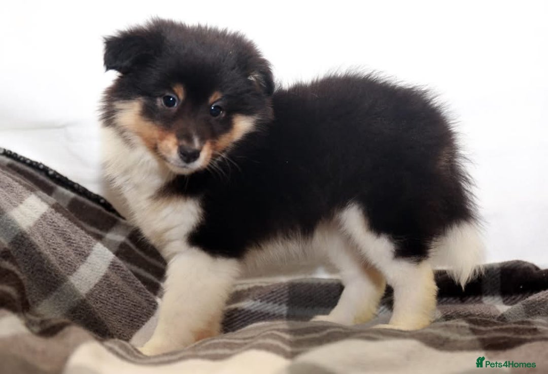Shetland Sheepdog dogs for sale: Stunning Champions lines Tri Colour Girls  - Advert 15