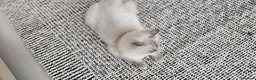 British Longhair cats for sale: British long hair  in Ilford - Advert 3