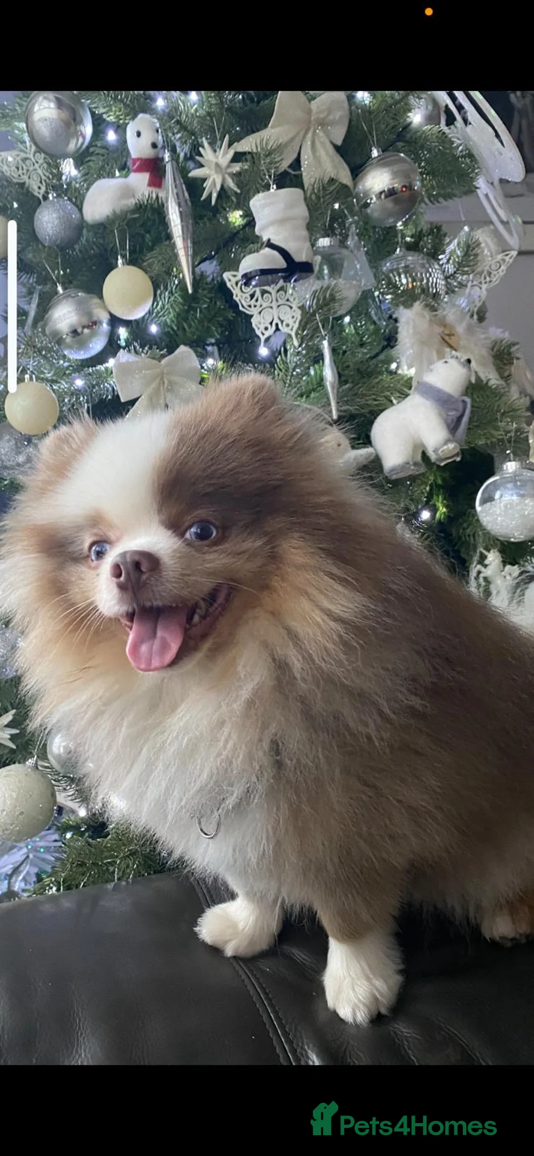Pomeranian dogs for sale: Beautiful Pomeranian Puppies - Advert 2