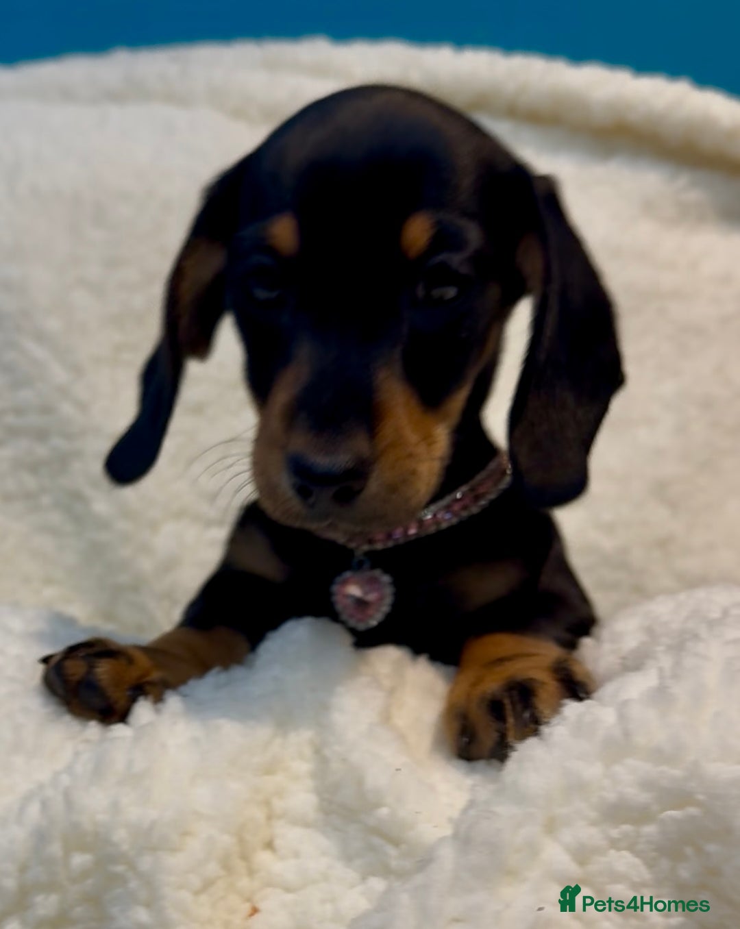 Dachshund dogs for sale: Kc registered miniature smooth daschunds  - Advert 5