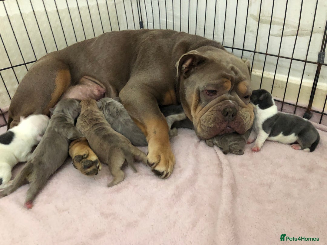 Mixed Breed dogs for sale: Incredible bulldog x FOR-SALE  - Image 1