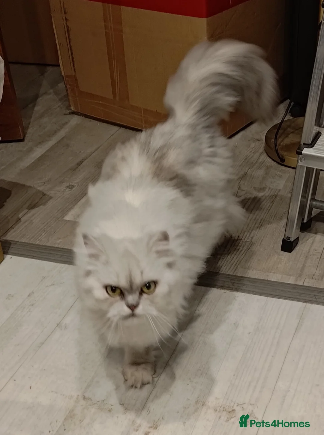 Persian cats for sale: Affectionate Persian girl 3 yrs old  in London - Advert 2