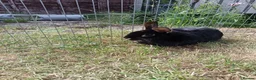 Mixed Breed rabbits for sale: Rabbit for rehome - Advert 4
