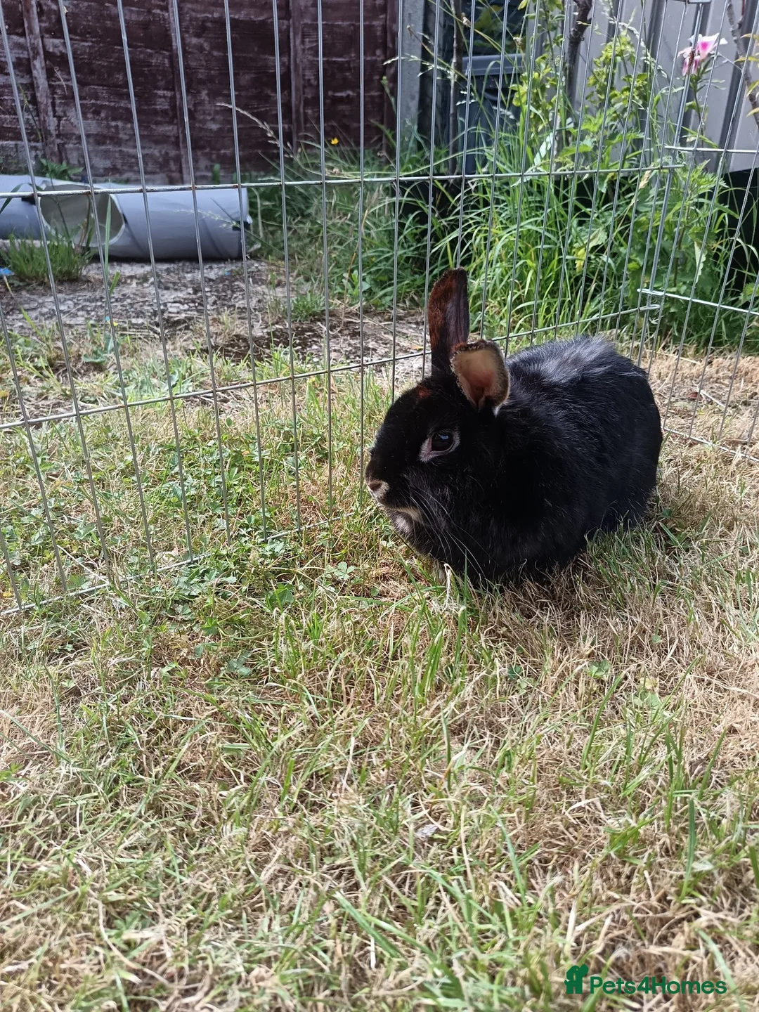 Mixed Breed rabbits for sale: Rabbit for rehome - Advert 4