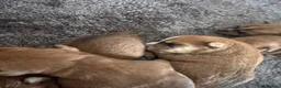 Lakeland Terrier dogs for sale: Working Lakeland terrier puppies  - Advert 5