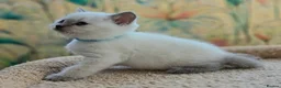 British Shorthair cats for sale: Stunning BSH Blue eyed Colour Point Kittens - Advert 5