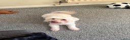 Bichon Frise dogs for sale: Bella  - Advert 1