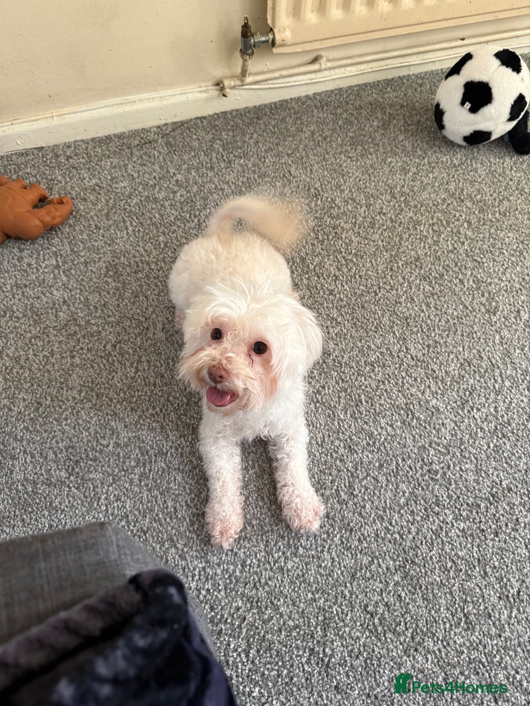 Bichon Frise dogs for sale: Bella  - Advert 1