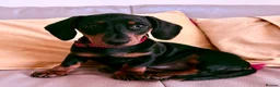 Miniature Dachshund dogs for sale: Last Girl & Boy - Miniature Dachshund Puppies - Advert 3