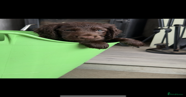 Cocker Spaniel dogs - Advert 2