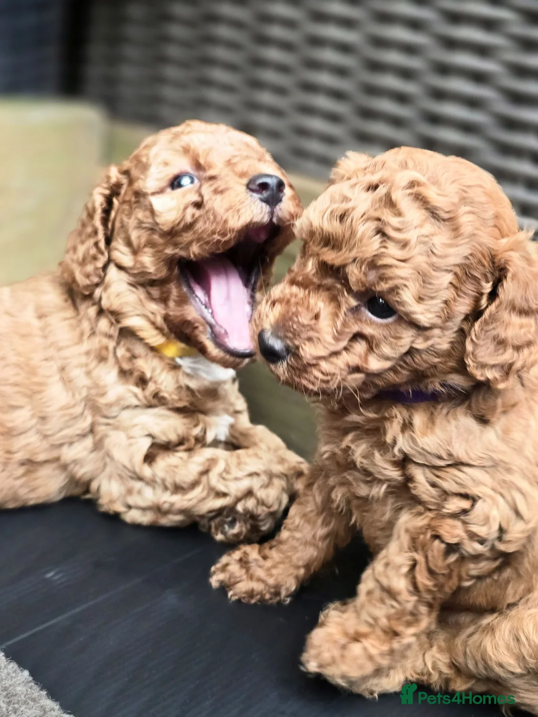 Toy Poodle dogs for sale: 4 Beautiful toy poddles - Advert 1