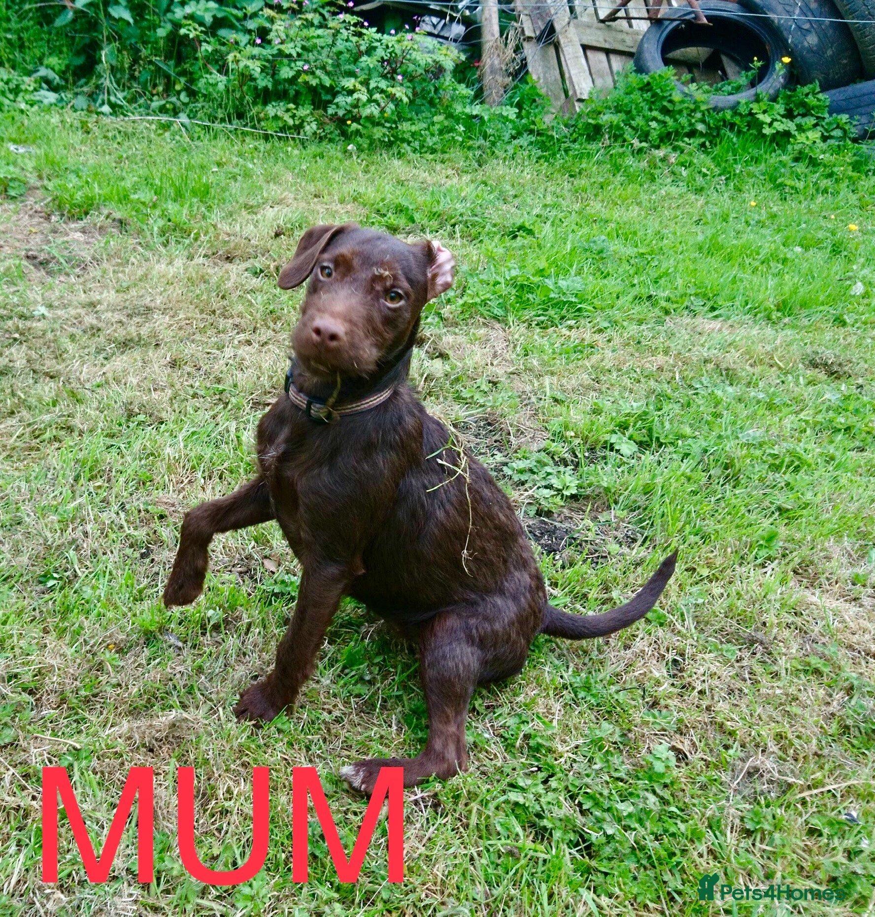 Mixed Breed dogs One Pattercock pup left  Patterdale X Show Cocker - Advert 2
