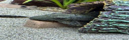 Plecos fish for sale: Plecos for sale  - Advert 5