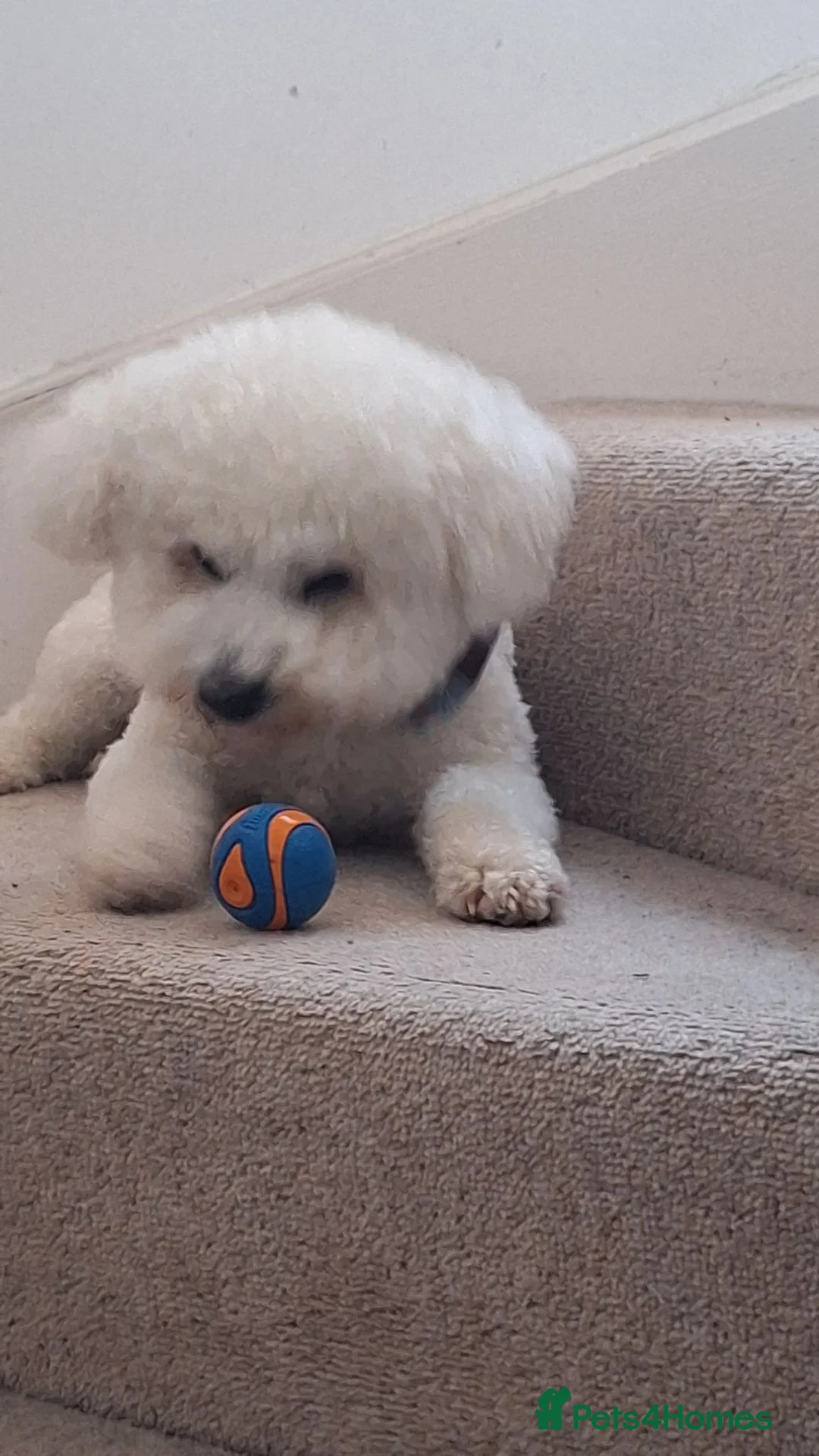 Bichon Frise dogs for stud: KC Registered Bichon Frise, new for stud in Swindon - Advert 2