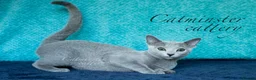 Russian Blue cats for sale: Purebred Russian blue kittens  - Advert 5