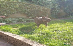 French Bulldog dogs for sale: Bronson looking for a new home - Image 3