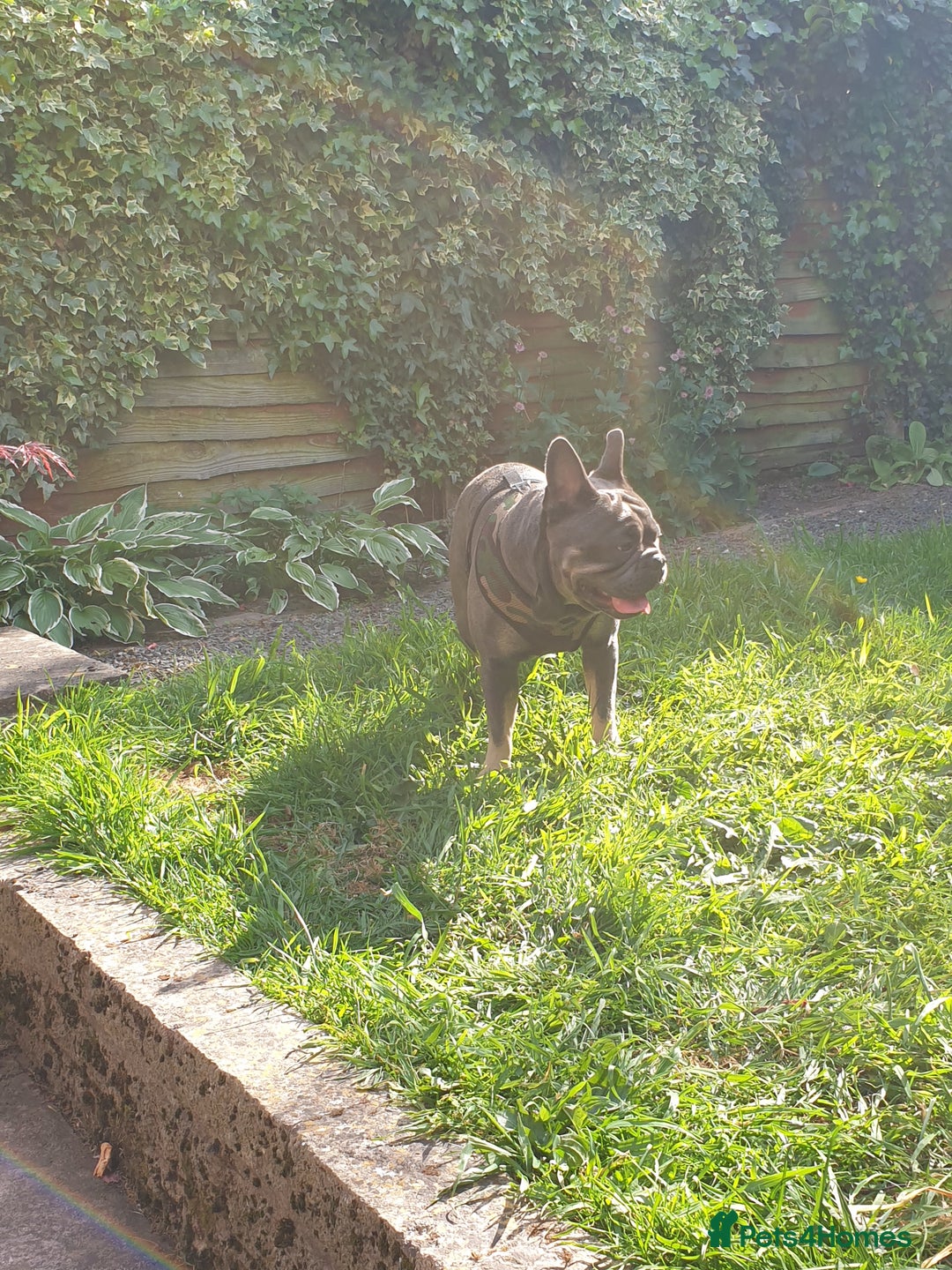 French Bulldog dogs for sale: Bronson looking for a new home - Image 3