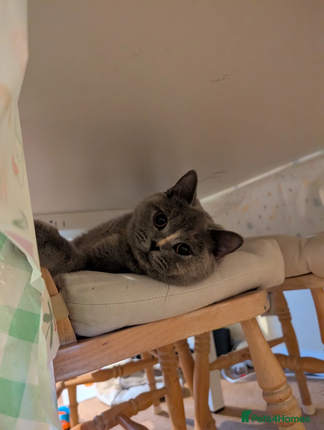British Shorthair cats for sale: Blue British short hair female cat 10 months old in Southsea - Advert 2
