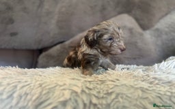 Cockapoo dogs for sale: Beautiful Cockapoo puppies  - Image 13