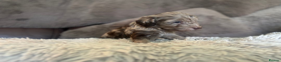 Cockapoo Puppy 2