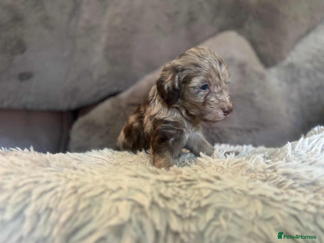 Cockapoo dogs for sale: Beautiful Cockapoo puppies  - Image 13