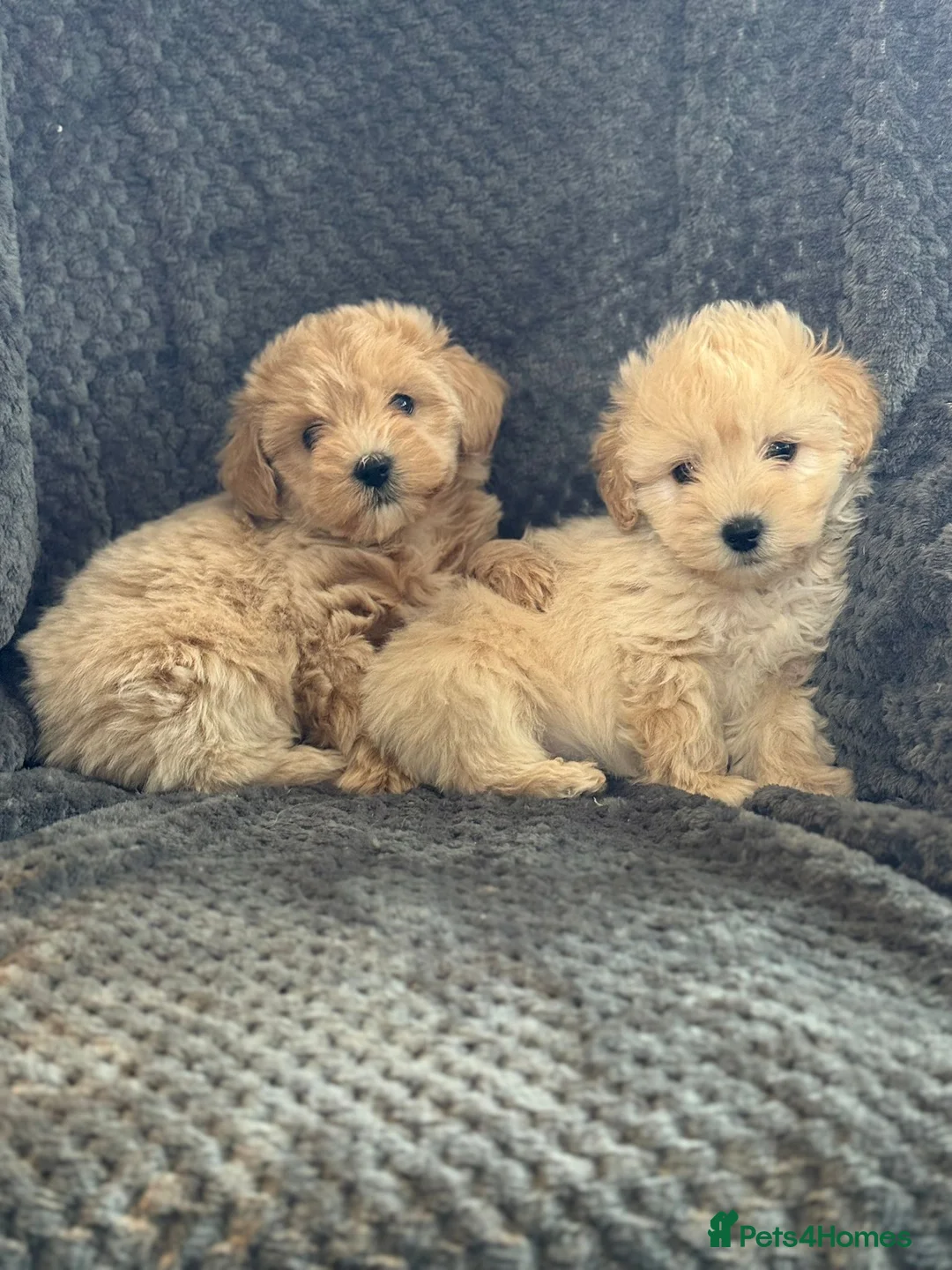 Mixed Breed dogs for sale: Cotonoodle pups ready now  - Advert 2
