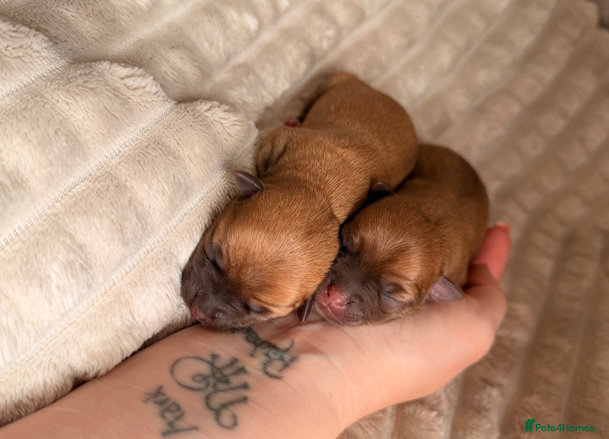 Chihuahua dogs for sale: Three Chihuahua Pup Girls  in Telford - Advert 9