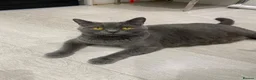 British Shorthair cats for sale: One beautiful girl available  - Advert 7