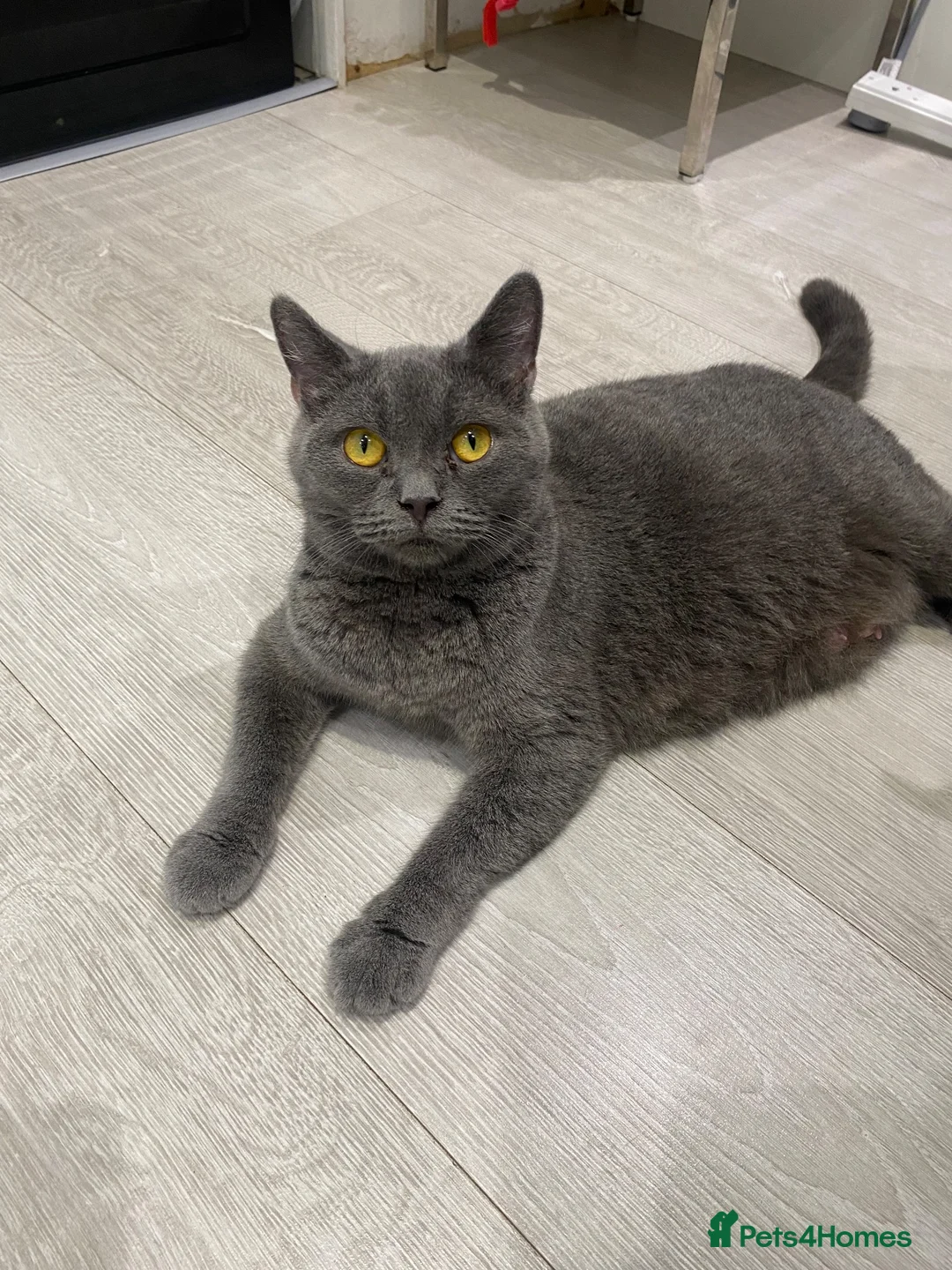 British Shorthair cats for sale: One beautiful girl available  - Advert 7