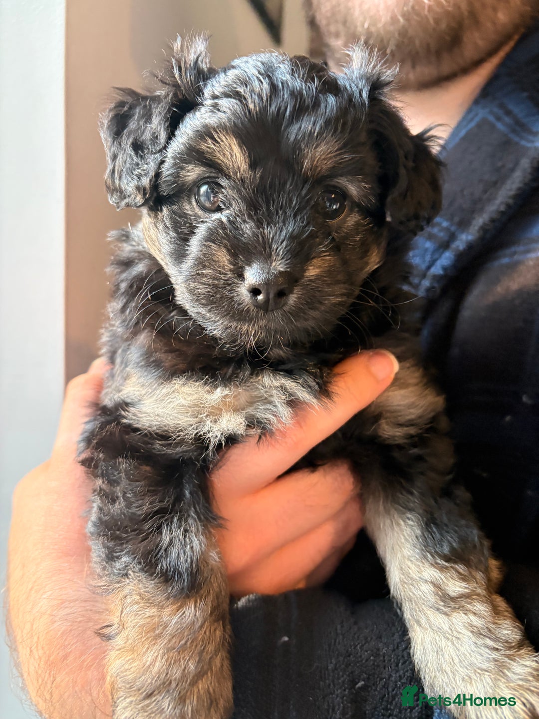 Mixed Breed dogs for sale: Cockapoo cross Pomeranian puppies for sale - Advert 3